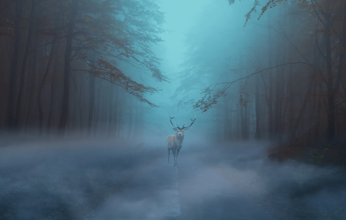 Photo wallpaper road, autumn, forest, fog, deer, morning, twilight