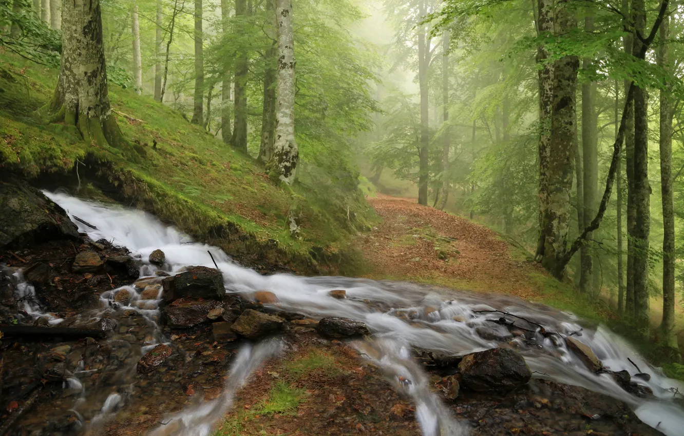 Photo wallpaper forest, trees, branches, nature, fog, stones, waterfall, slope