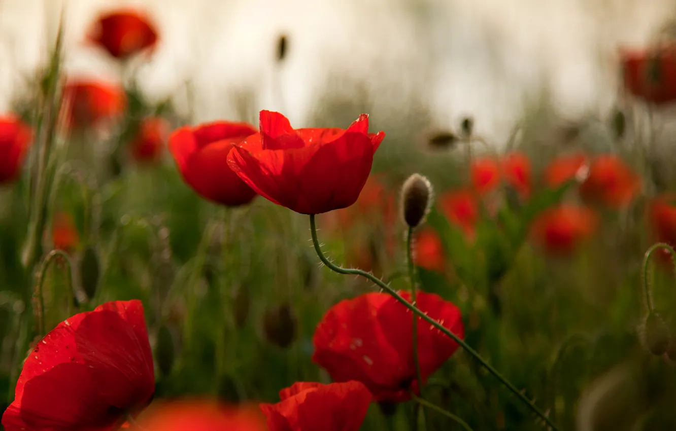 Photo wallpaper field, red, glare, Maki