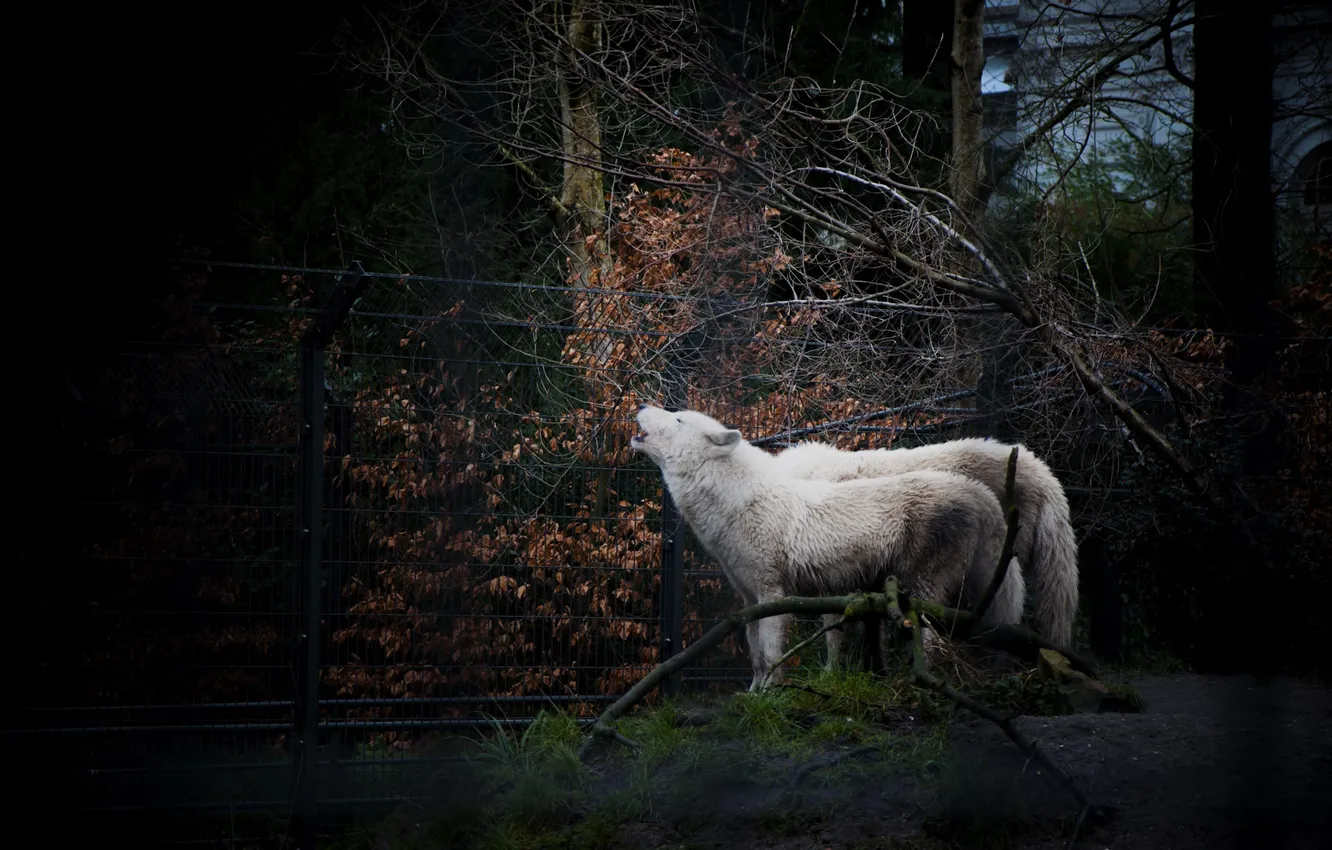 Photo wallpaper nature, predator, animal, wolf, wildlife, portrait, portrait., Canis lupus. face