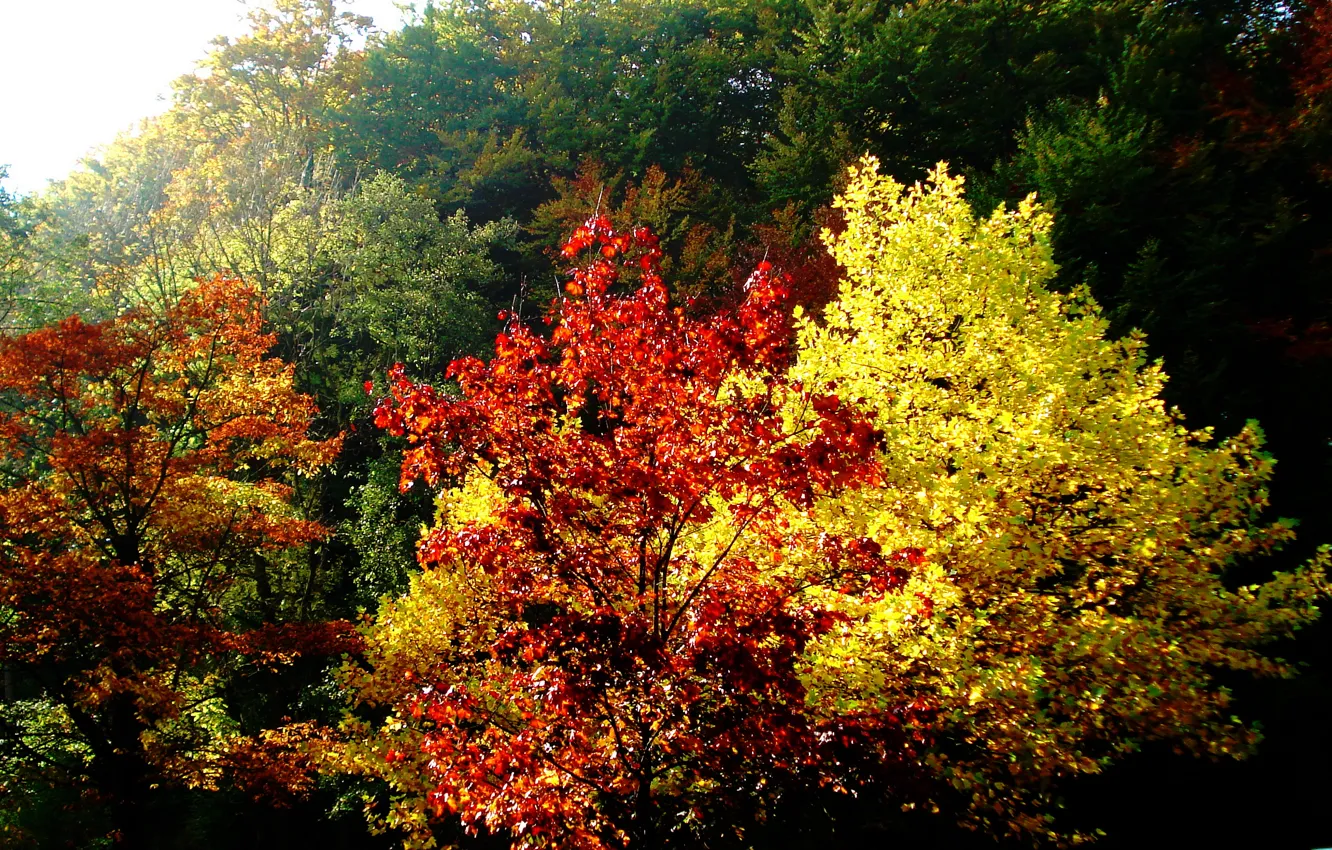 Photo wallpaper autumn, leaves, trees, nature, colorful, trees, nature, autumn
