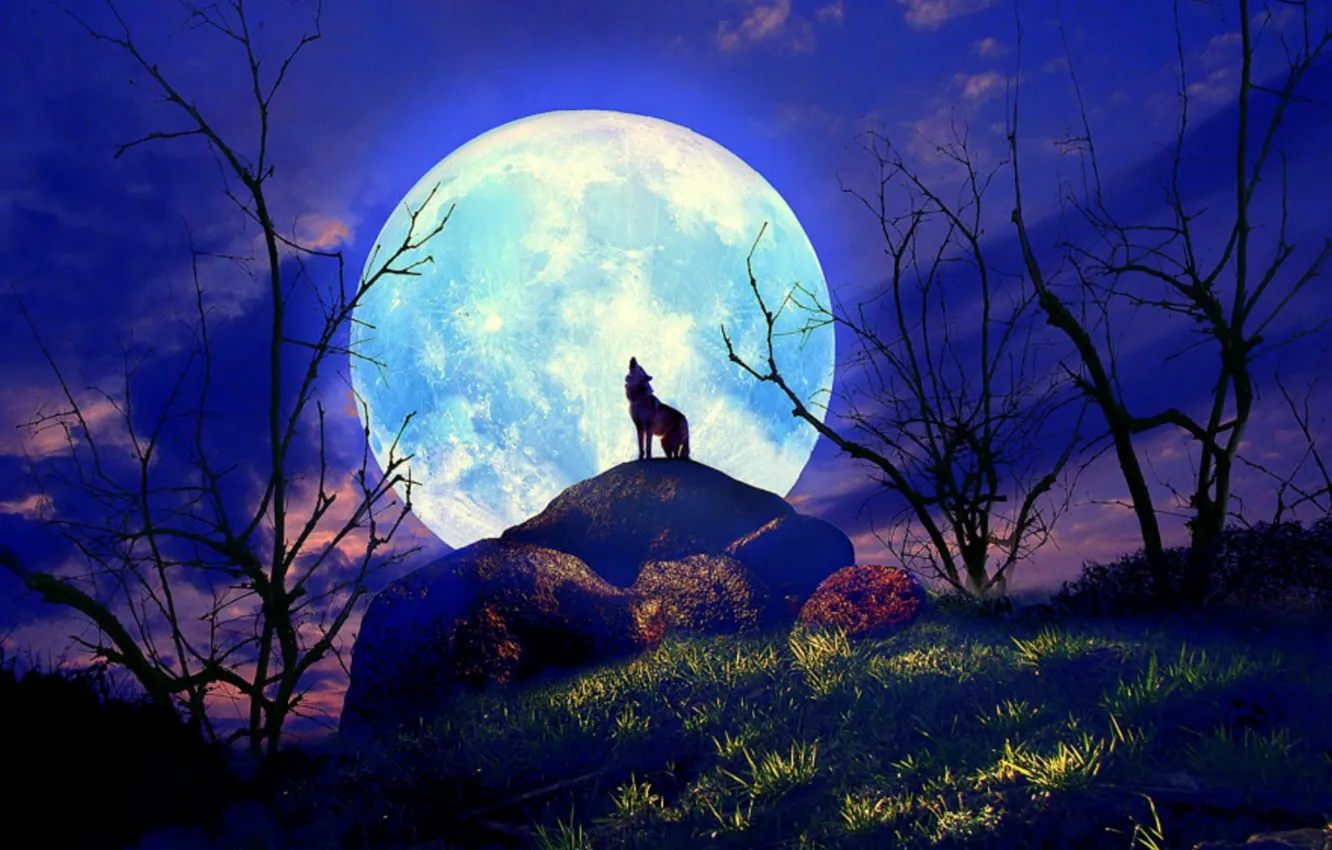 Photo wallpaper grass, night, hills, wolf, silhouette, the full moon, the bushes, howling