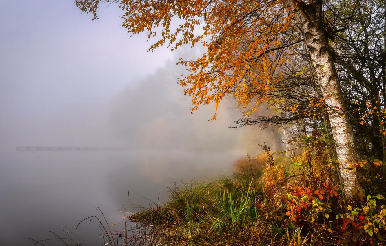 Photo wallpaper autumn, trees, fog, shore, pond