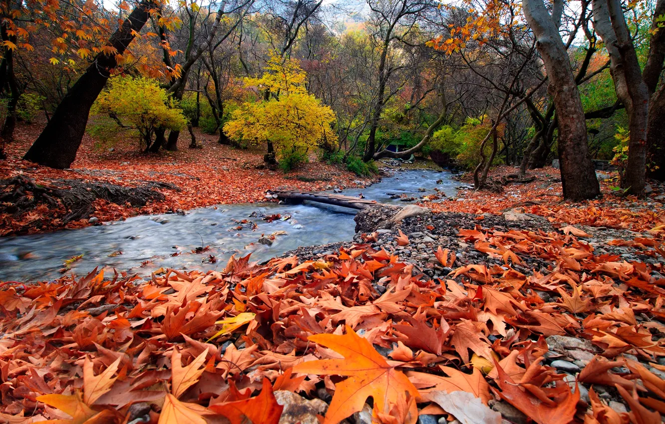 Photo wallpaper autumn, forest, leaves, landscape, mountains, nature, stream