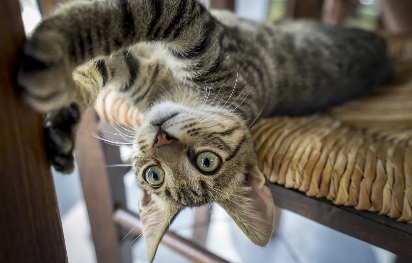 Photo wallpaper cat, cat, on the chair, tabby cat