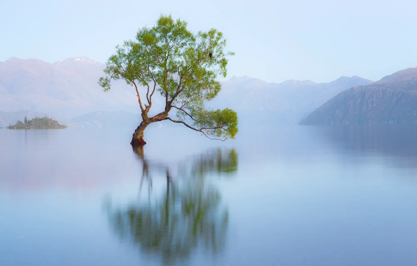 Photo wallpaper nature, lake, tree, bird, morning, New Zealand