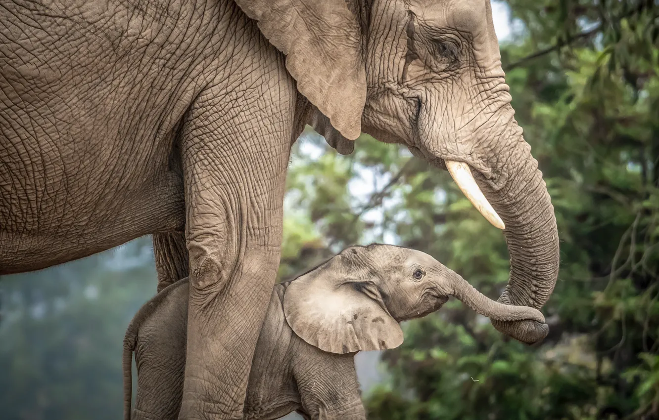 Photo wallpaper love, baby, mom, the elephant, elephant