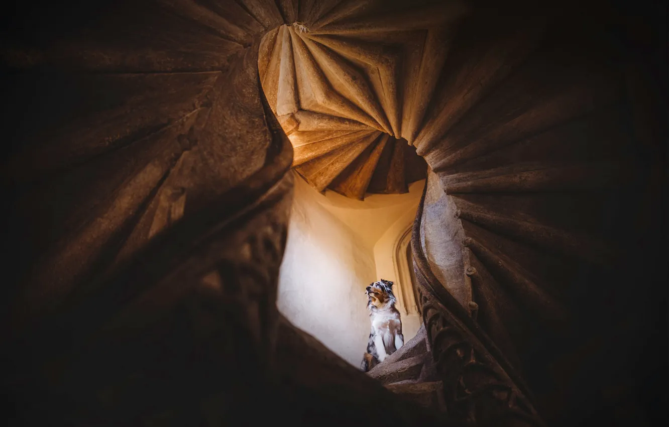 Photo wallpaper pose, dog, spiral, ladder, stage, maze