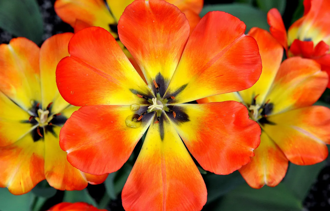 Photo wallpaper flowers, paint, spring, petals, tulips