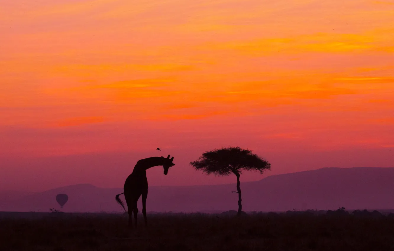 Photo wallpaper trees, sunset, horizon, giraffe, wildlife