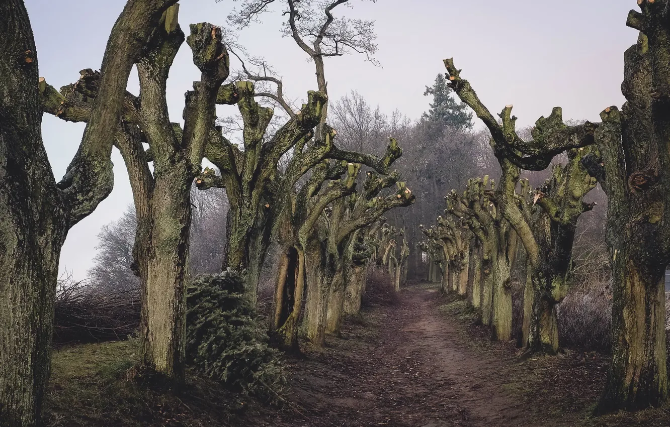 Photo wallpaper road, trees, nature