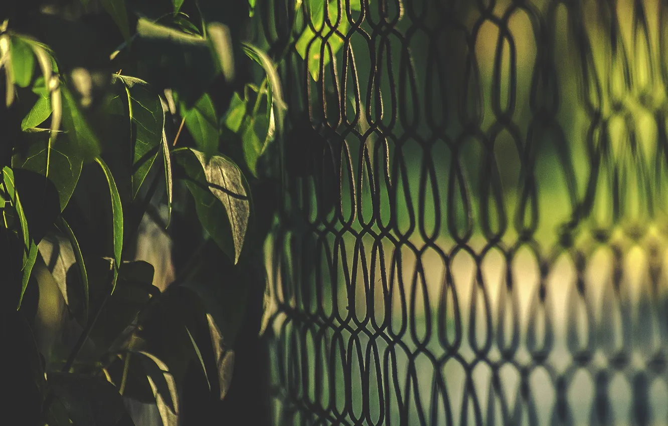 Photo wallpaper leaves, green, the fence, fence, the bushes