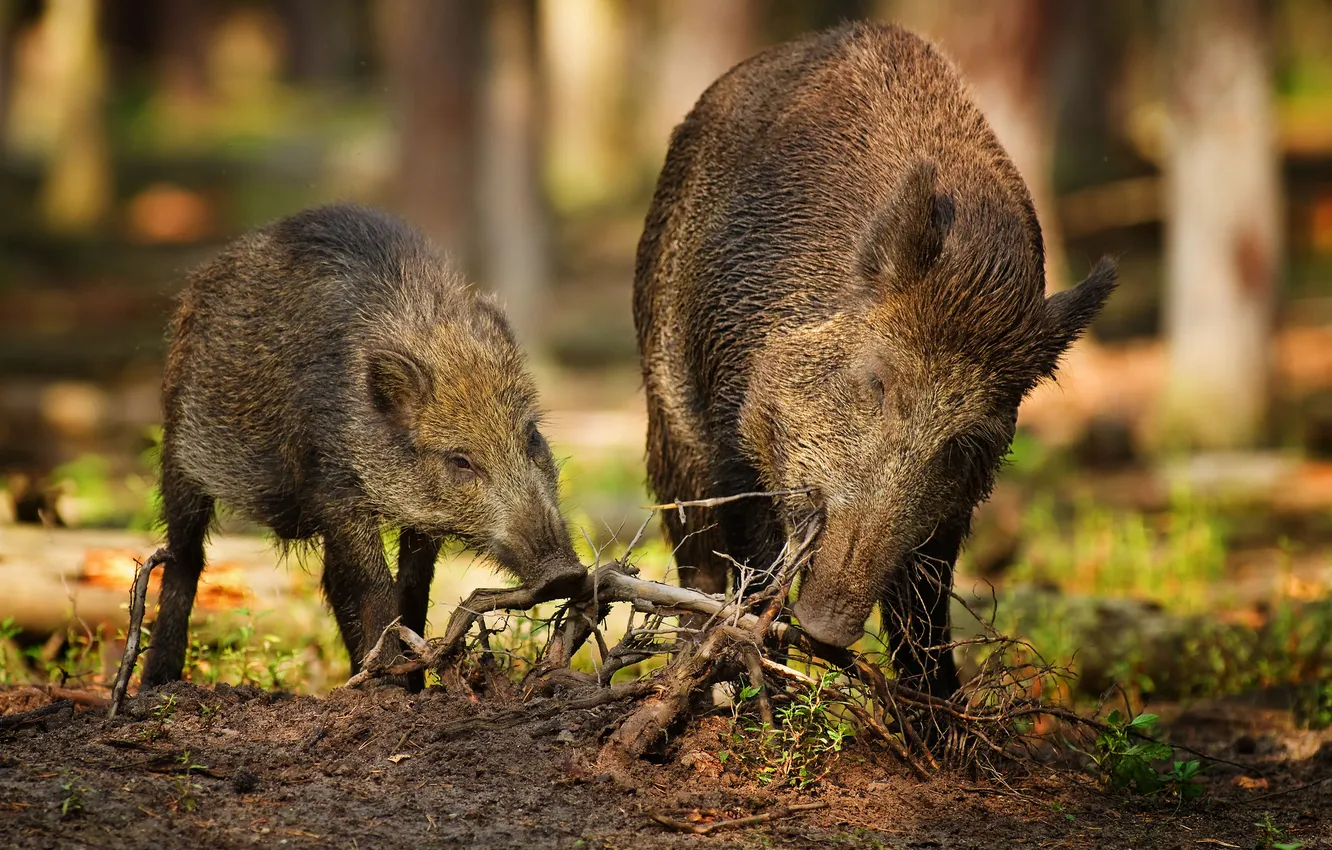 Photo wallpaper forest, roots, two, boar, wild