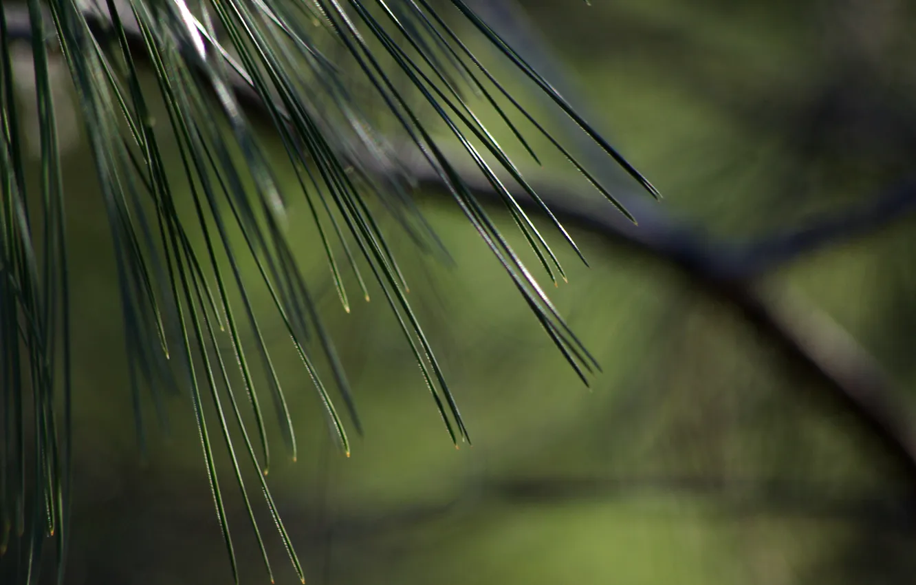 Photo wallpaper macro, needles, branches, pine