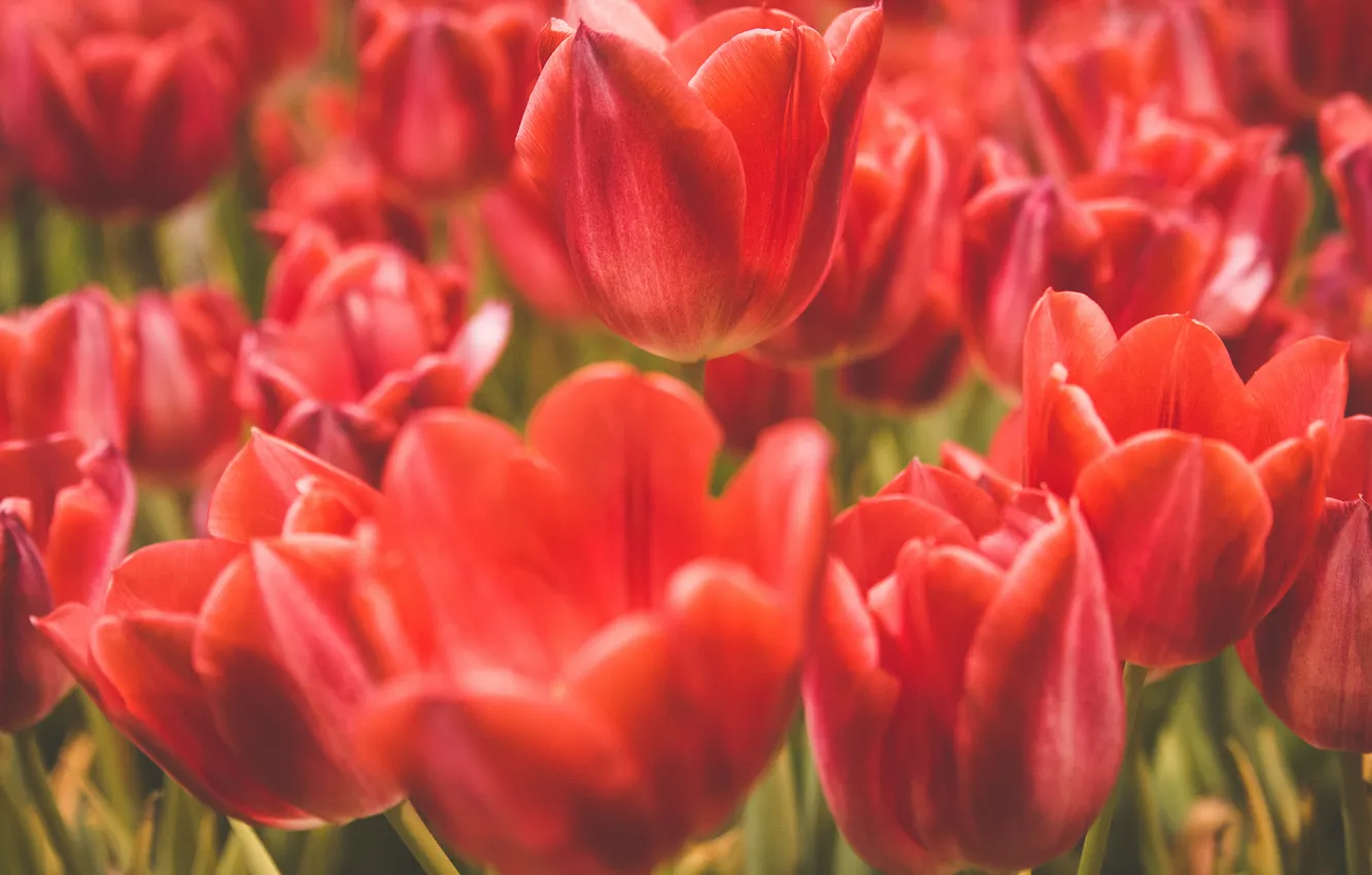 Photo wallpaper flowers, red, petals, tulips