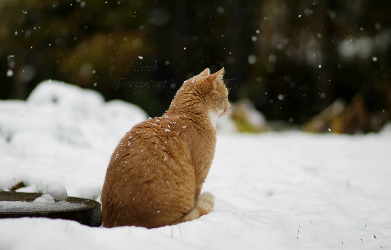 Photo wallpaper winter, cat, snow, by Ellieeh