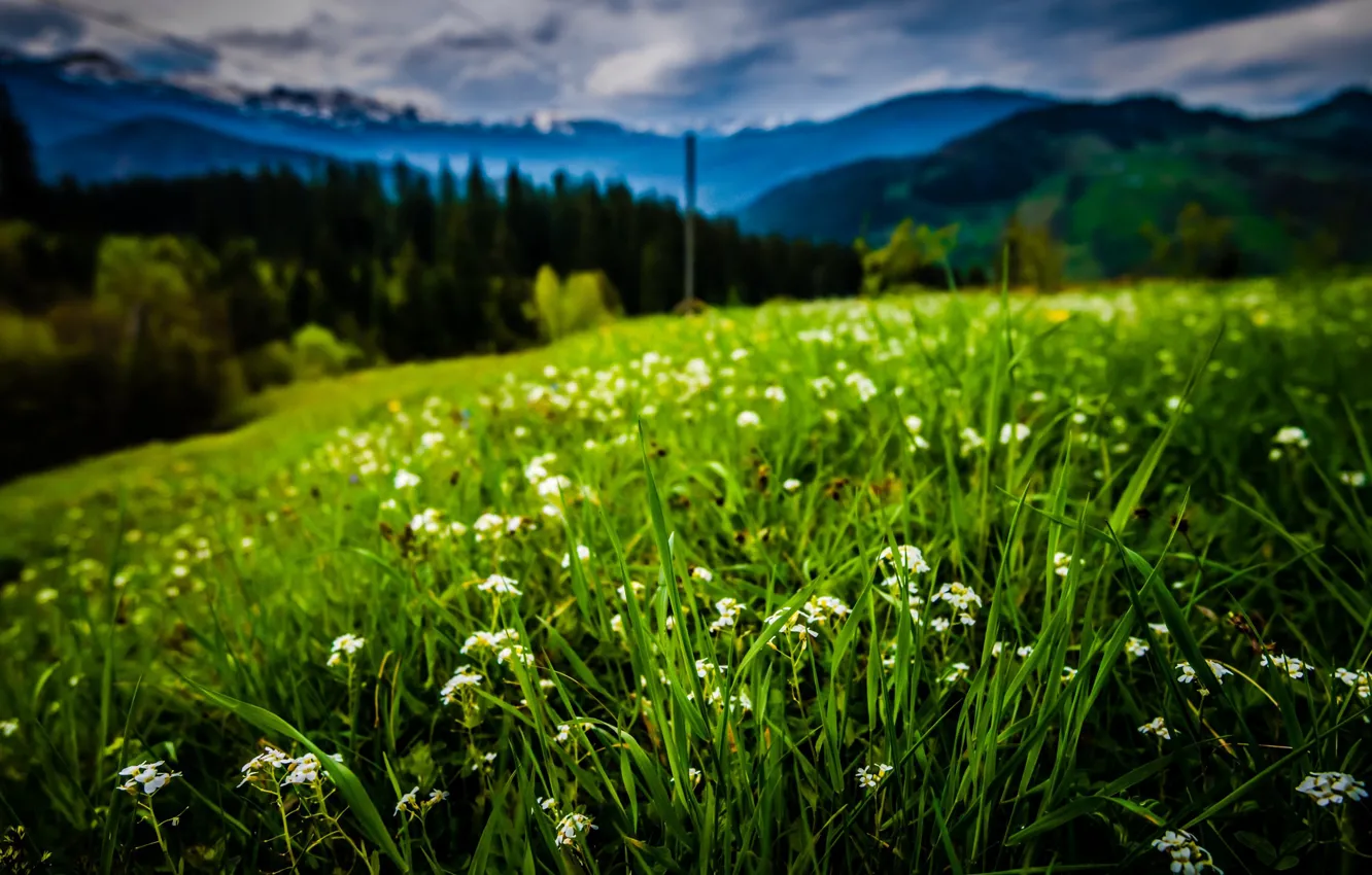 Photo wallpaper grass, flowers, mountains, Cornelia Pavlyshyn