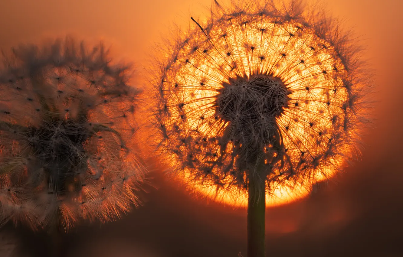 Photo wallpaper sunset, dandelion, sunrise, dandelion