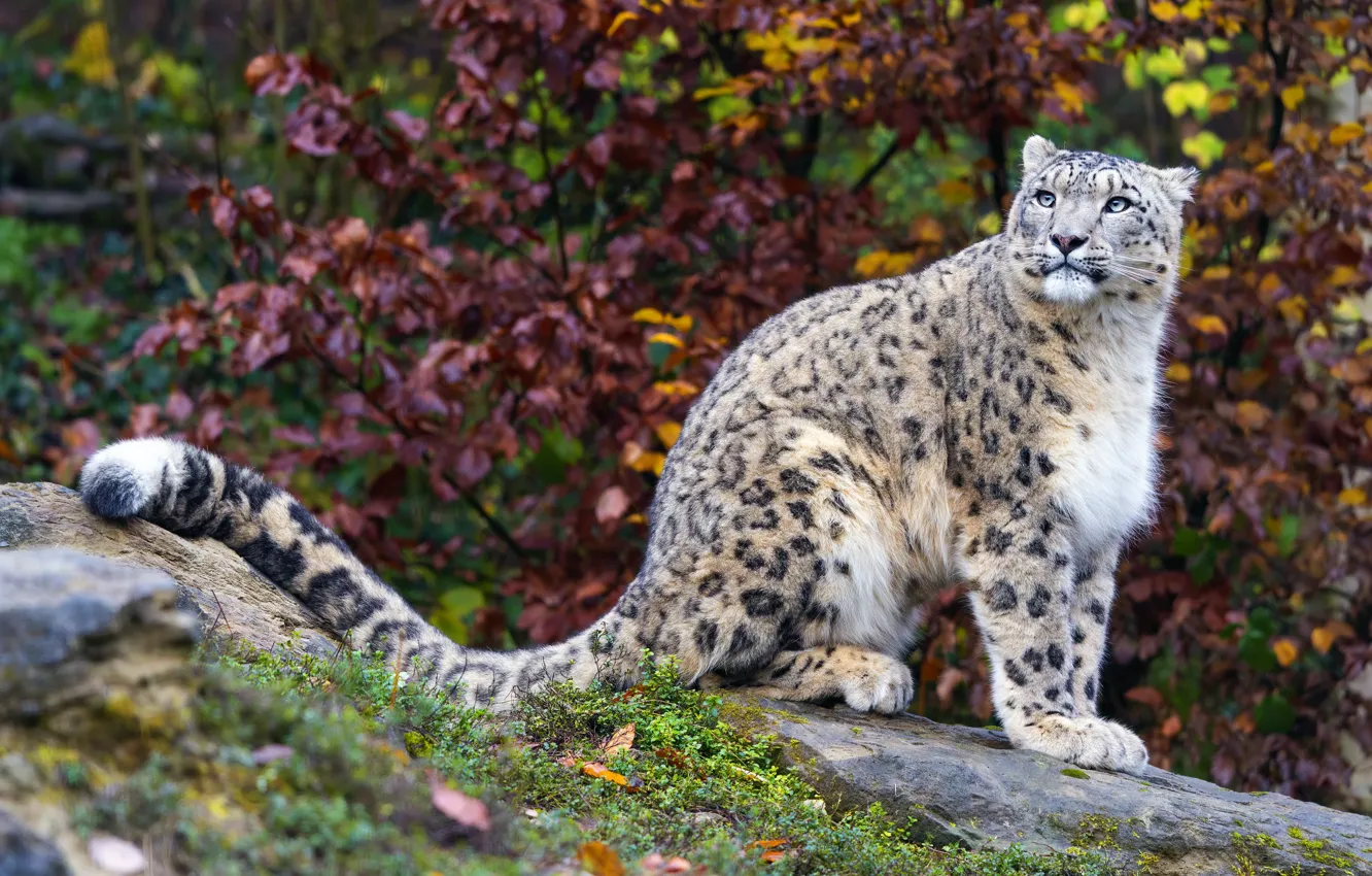 Photo wallpaper nature, IRBIS, sitting, snow leopard