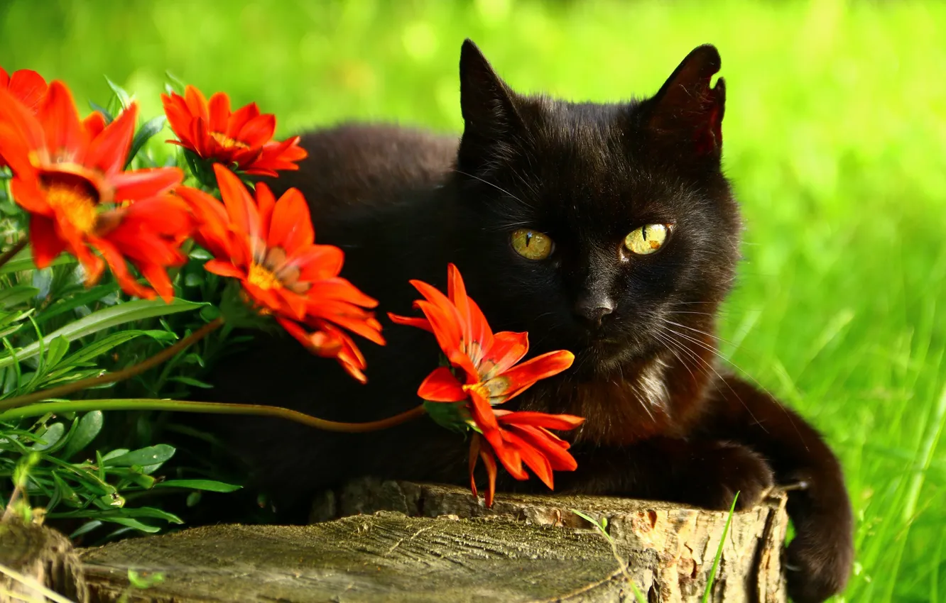 Photo wallpaper cat, eyes, cat, look, face, trees, flowers, red