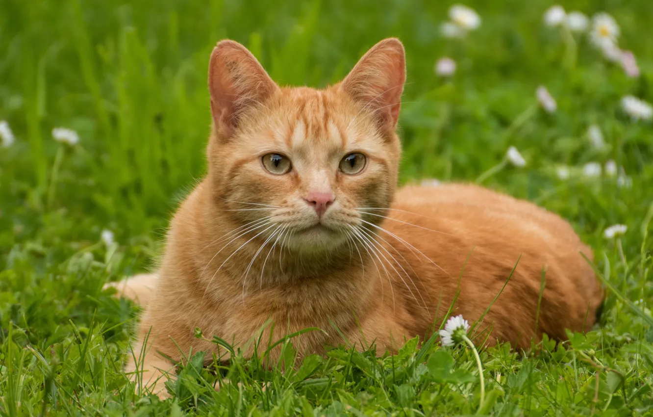 Photo wallpaper cat, grass, cat, look, face, flowers, pose, red