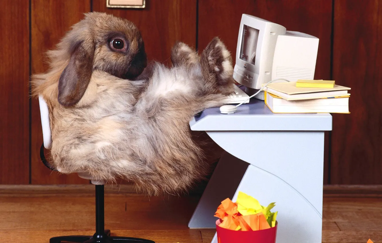 Photo wallpaper computer, rabbit, office, workplace