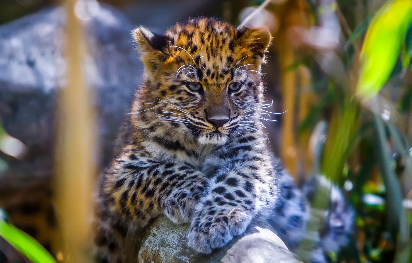 Photo wallpaper leopard, bokeh, animal