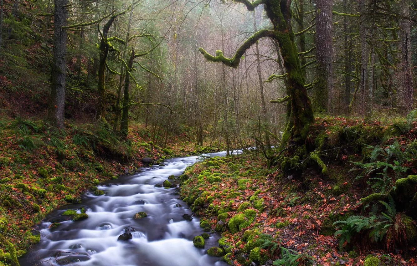 Photo wallpaper forest, leaves, trees, stream, moss