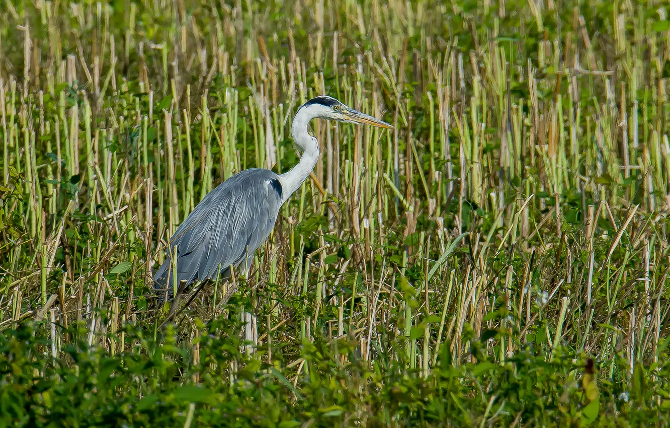 Photo wallpaper summer, bird, grey Heron, photohunt, Standing in the field