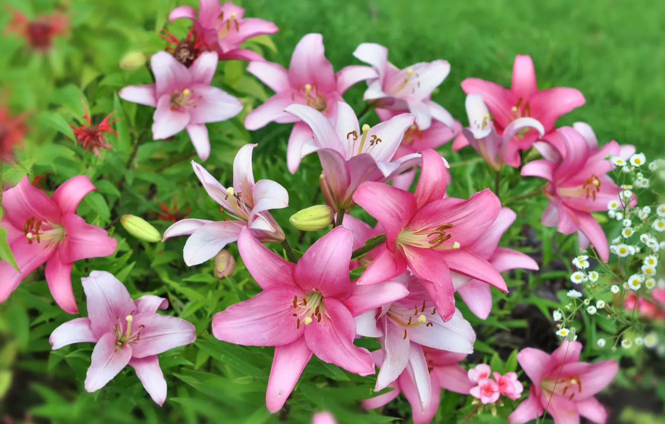 Photo wallpaper flowers, Lily, Pink lilies