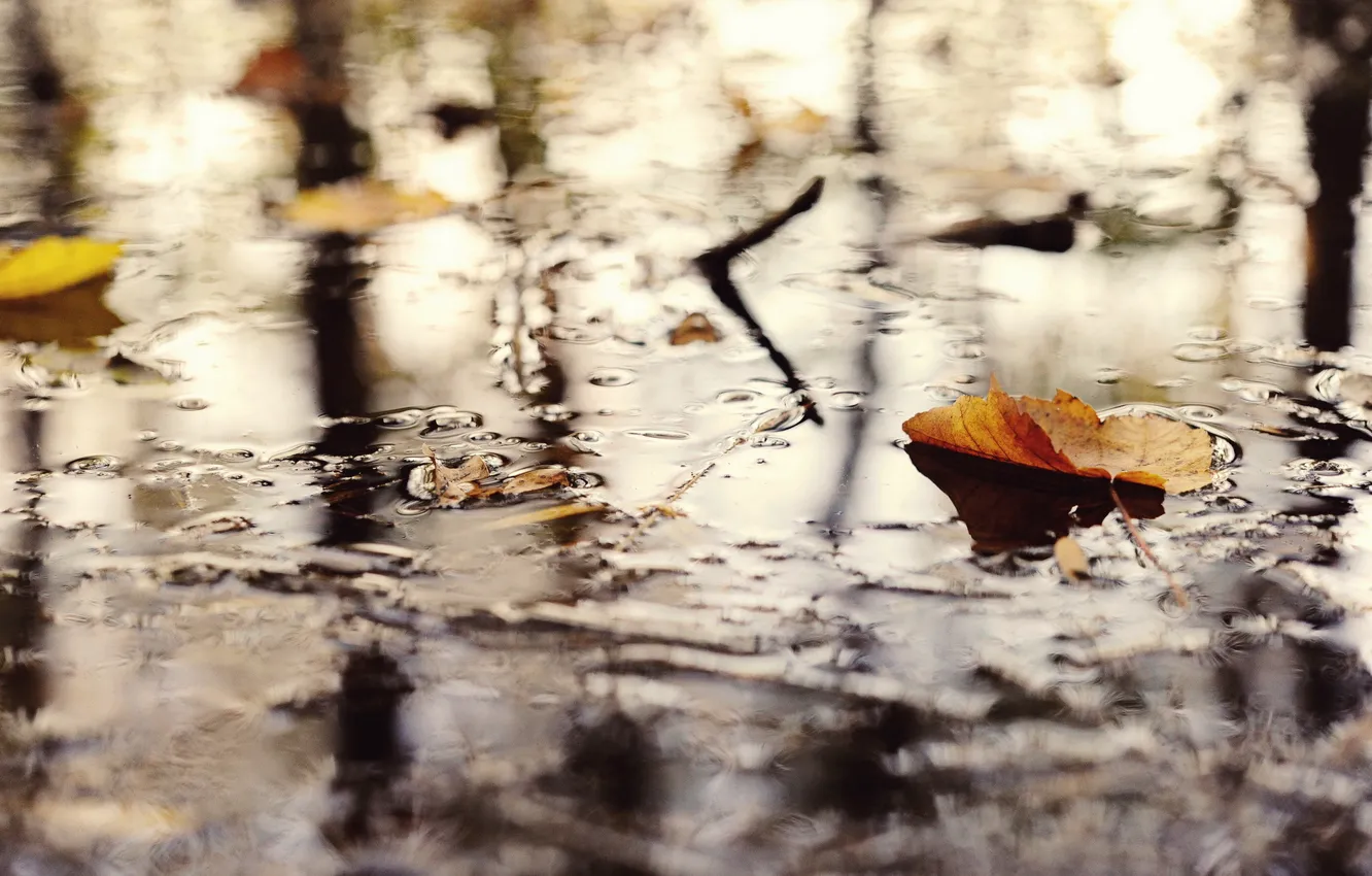 Photo wallpaper autumn, leaves, nature