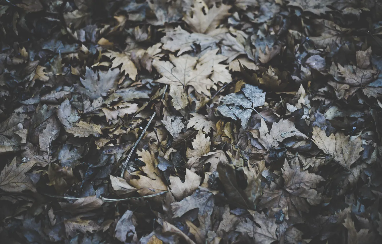 Photo wallpaper autumn, leaves, dry, a lot