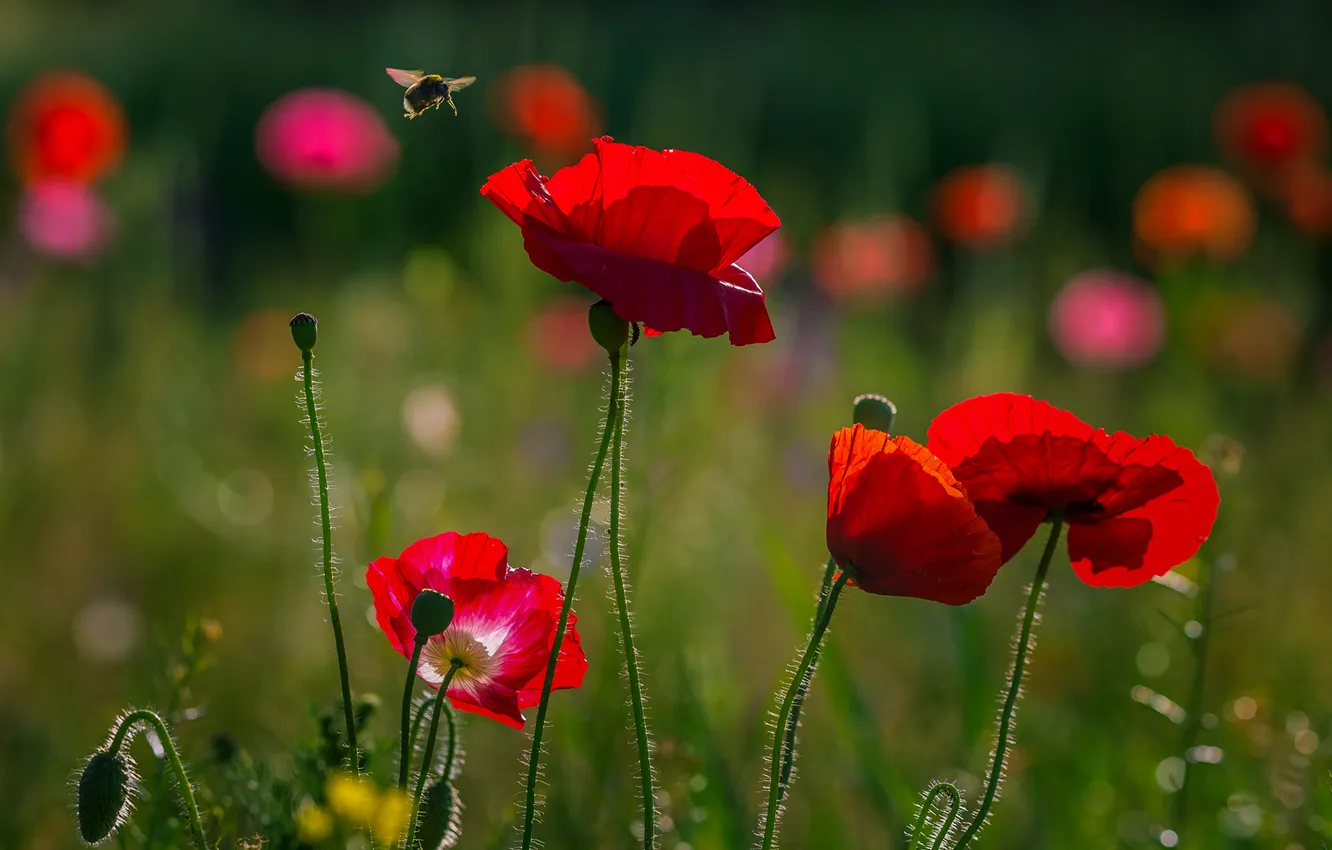 Photo wallpaper field, bee, Maki, meadow