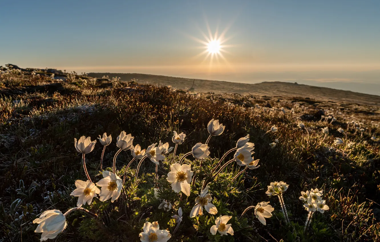 Photo wallpaper field, the sun, flowers, mountains, spring, meadow, anemones