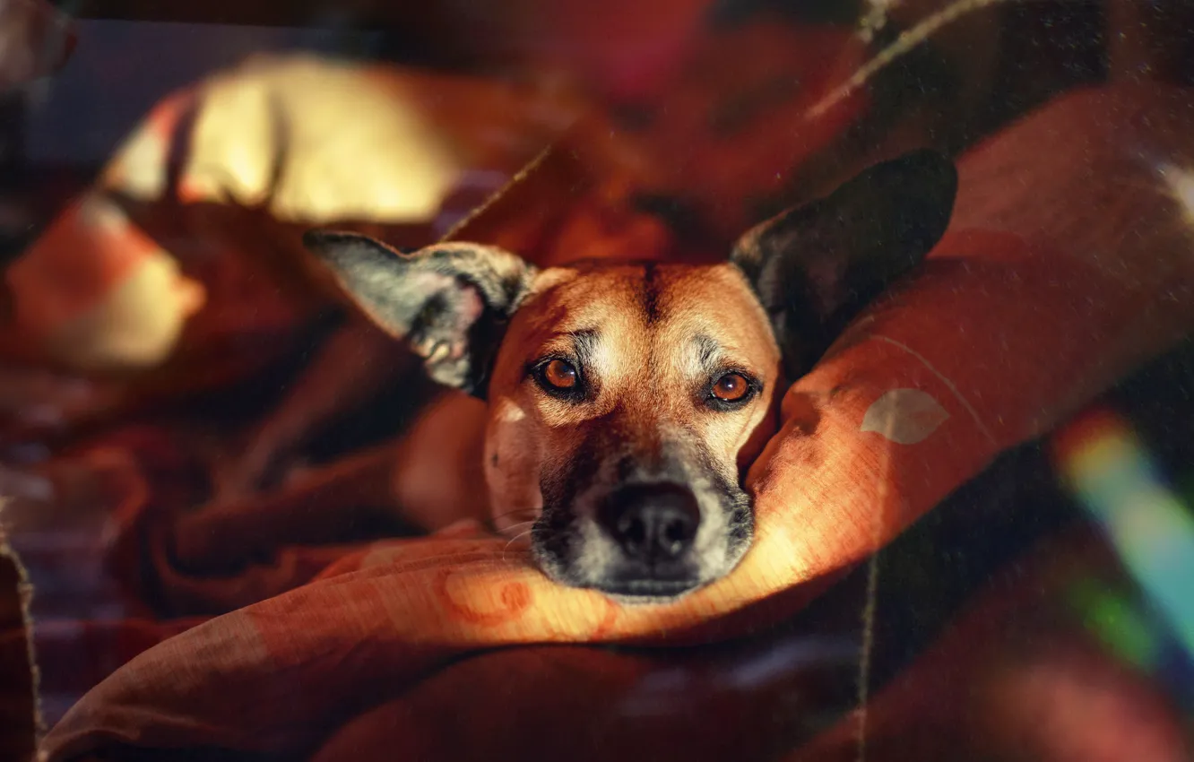 Photo wallpaper each, home, dog