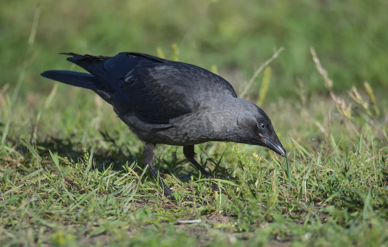 Photo wallpaper summer, grass, curious, jackdaw