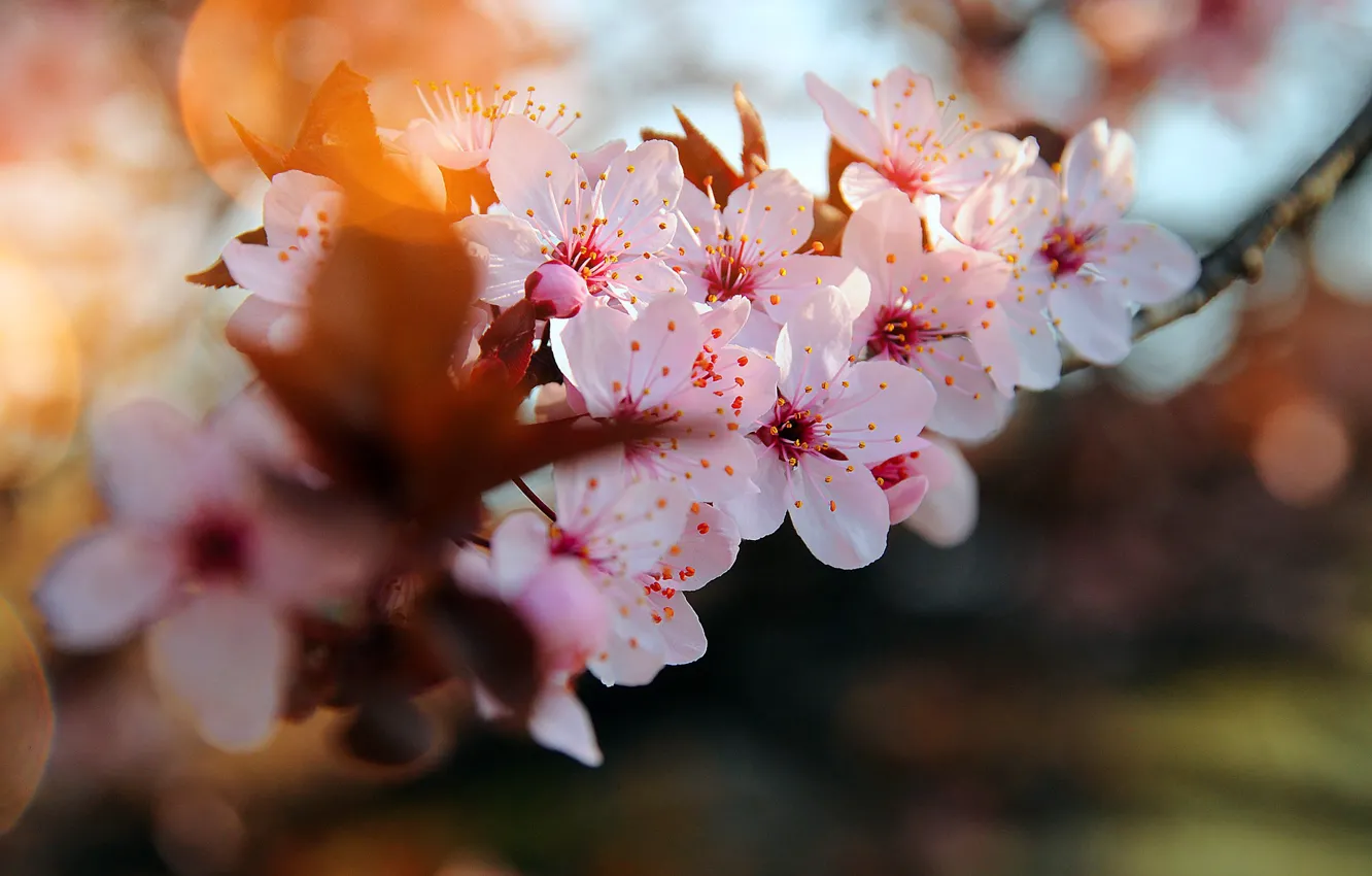 Photo wallpaper branch, the cherry blossoms, blur bokeh