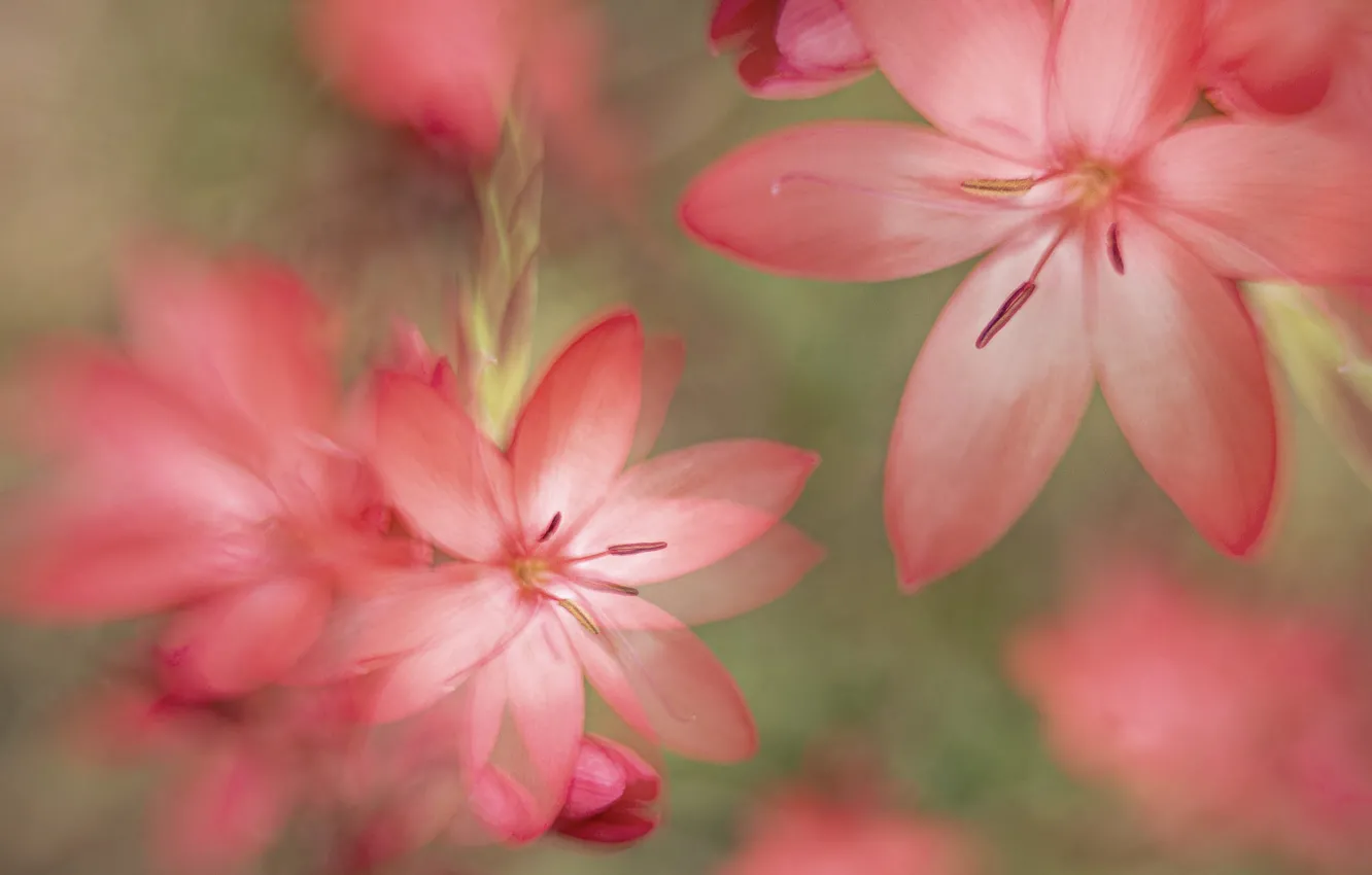 Photo wallpaper flowers, blur, art processing, pink, ixia