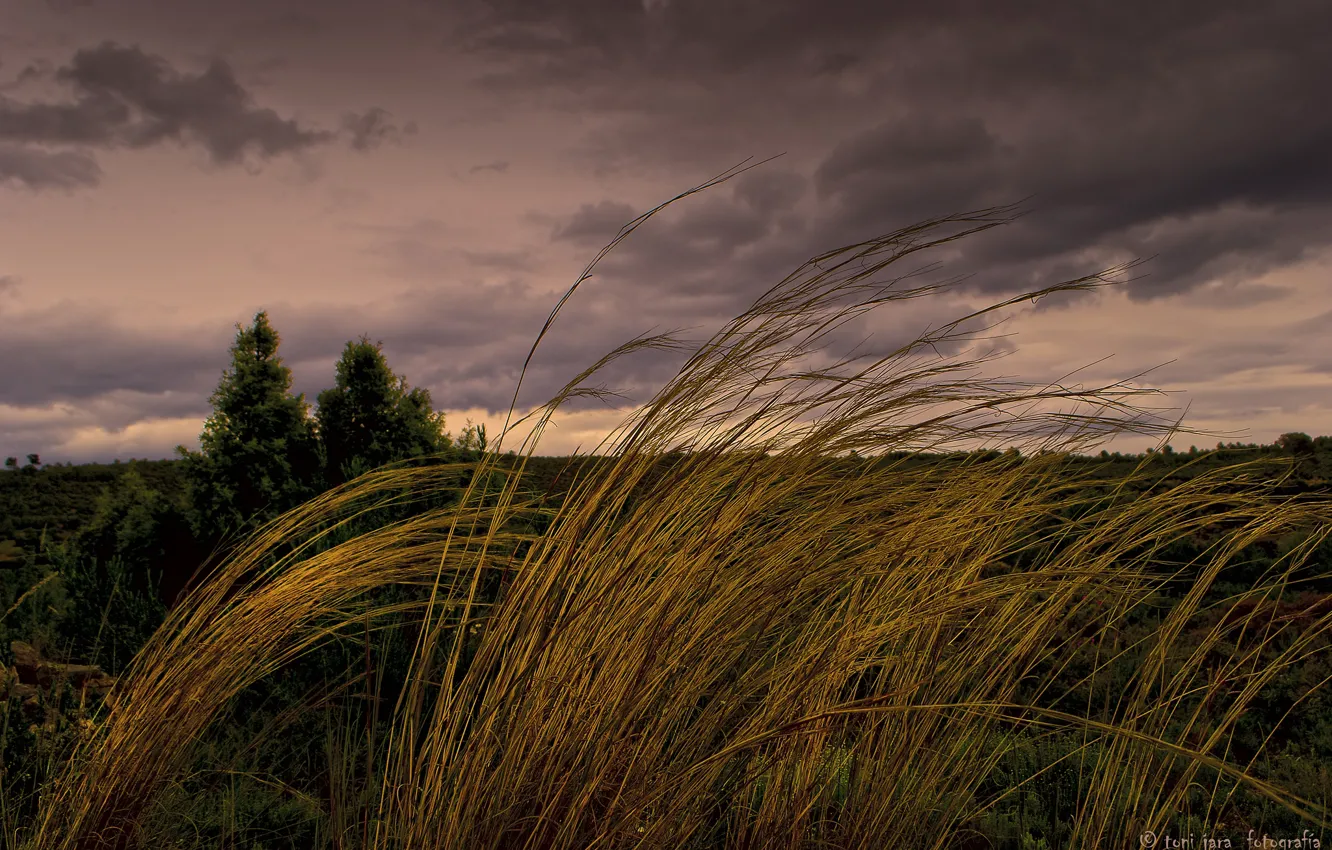 Photo wallpaper grass, clouds, the wind