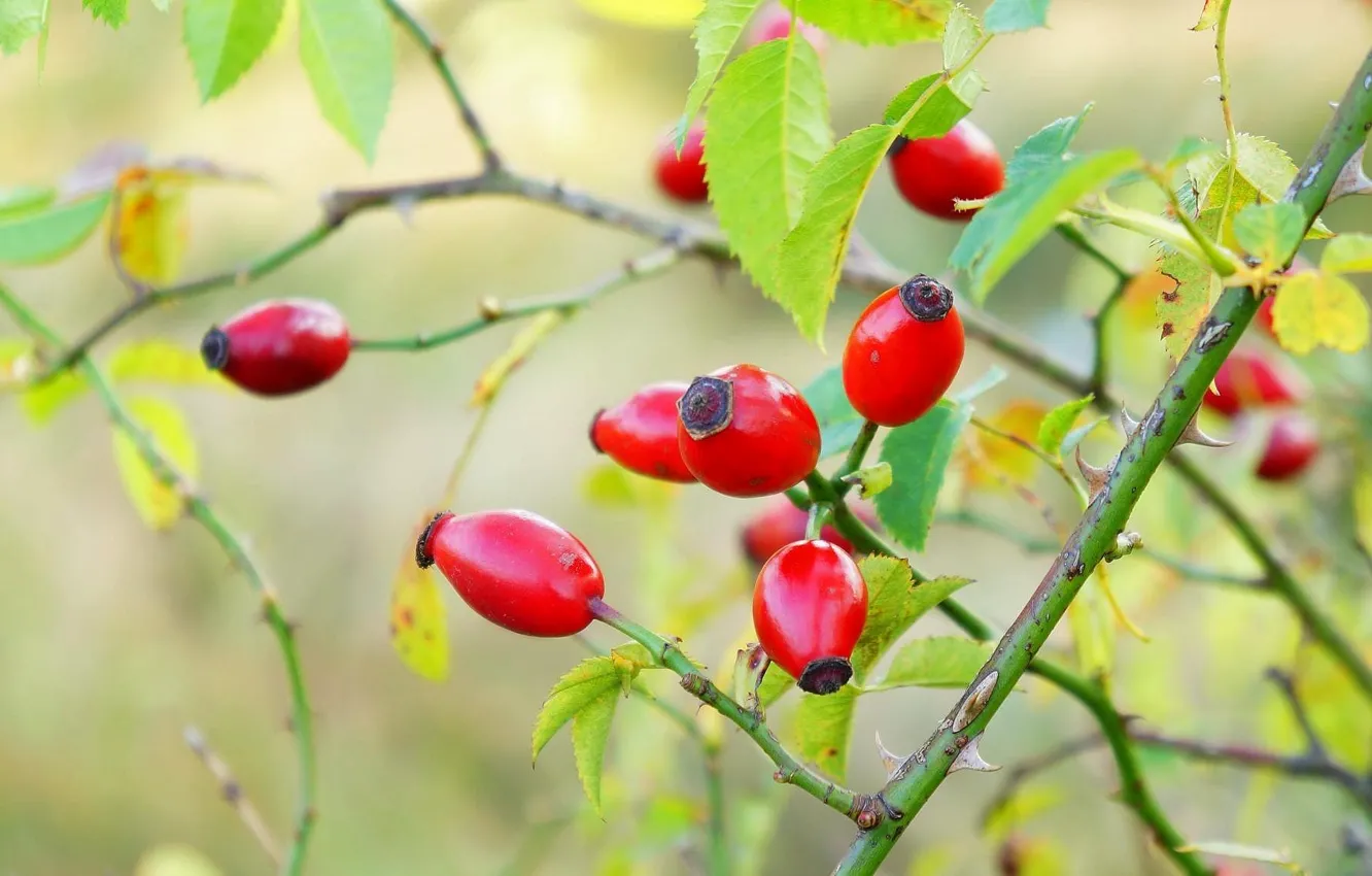 Photo wallpaper red, rose, fruit, wild