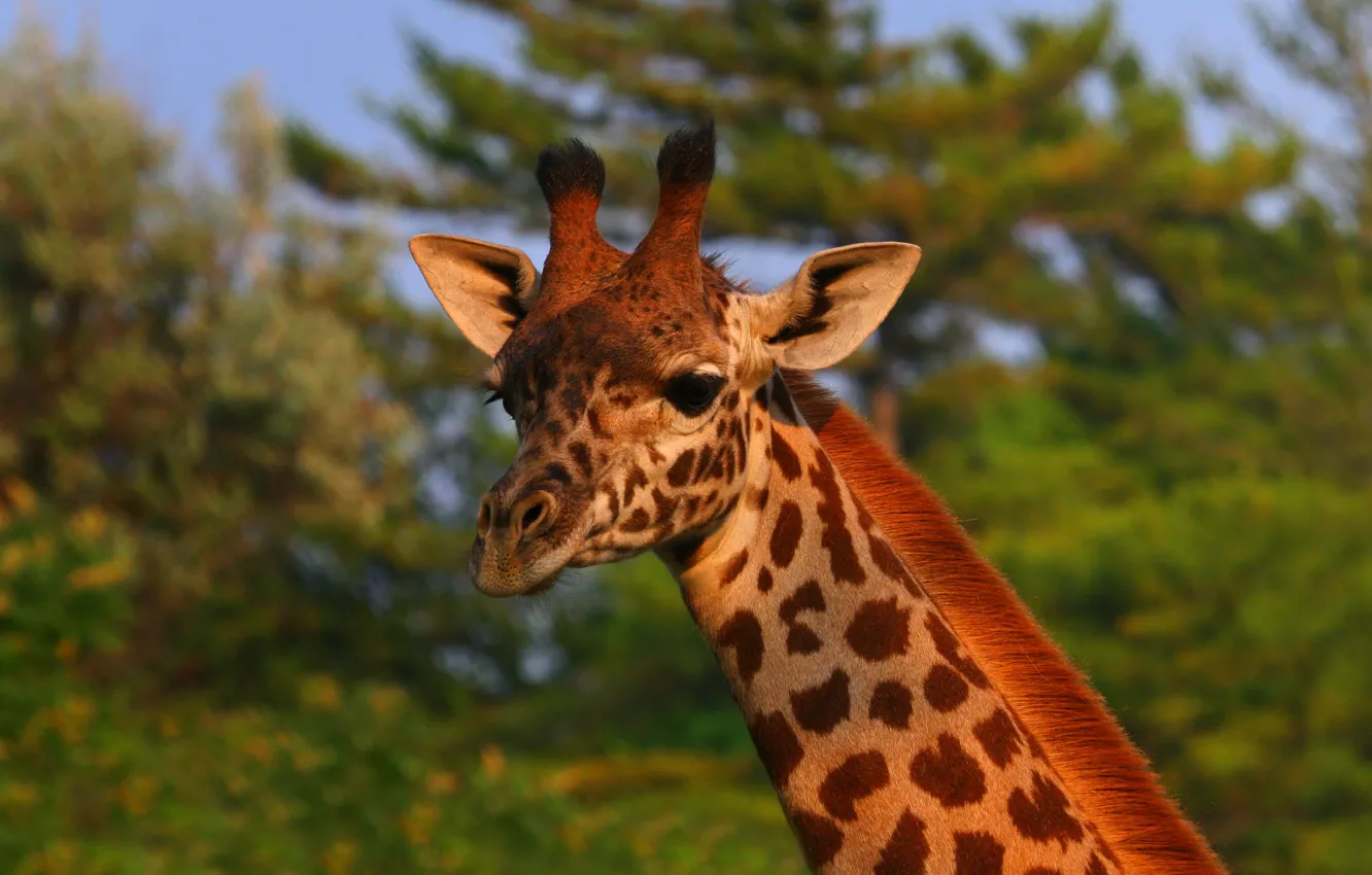 Photo wallpaper look, face, nature, portrait, giraffe