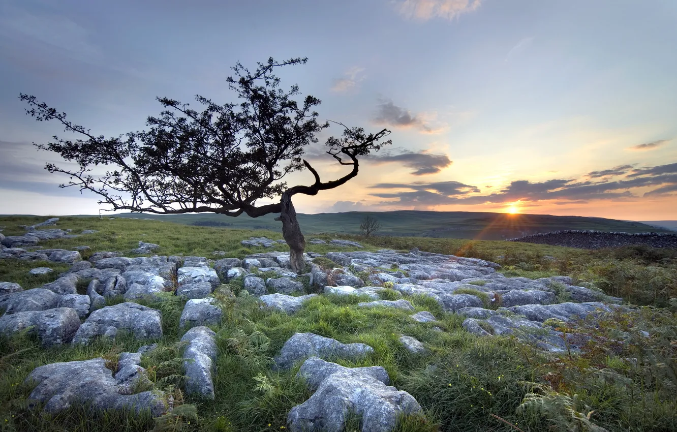 Photo wallpaper field, trees, landscape, sunset, stones