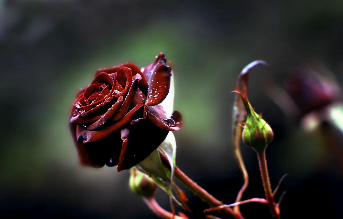 Photo wallpaper roses, blur, Burgundy, drops