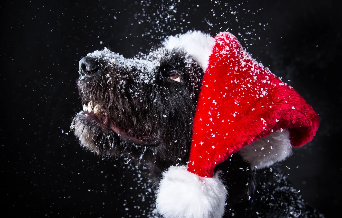 Photo wallpaper snow, dog, New Year, Christmas, Christmas, dog, 2018, Merry Christmas