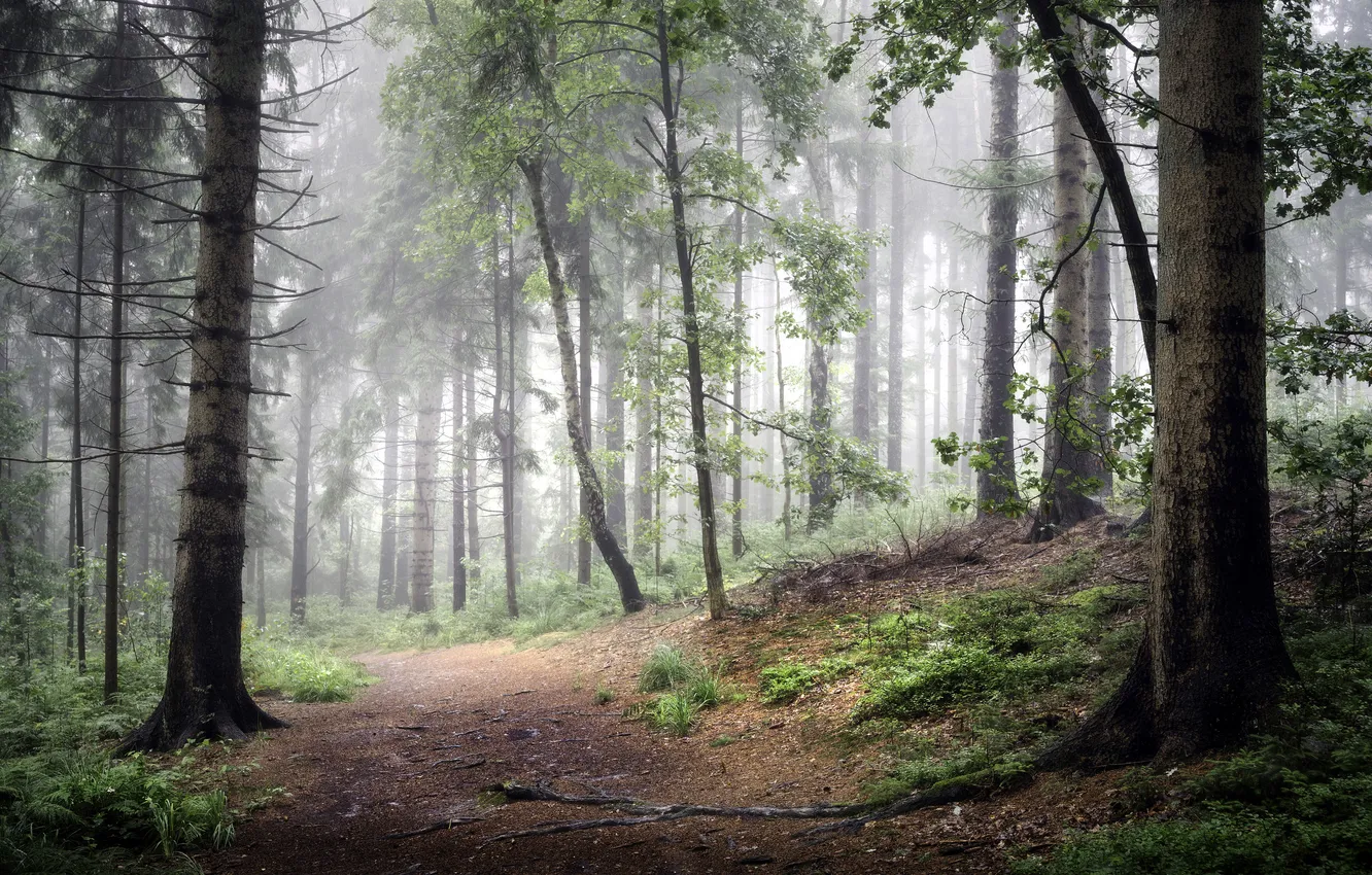 Photo wallpaper road, forest, summer