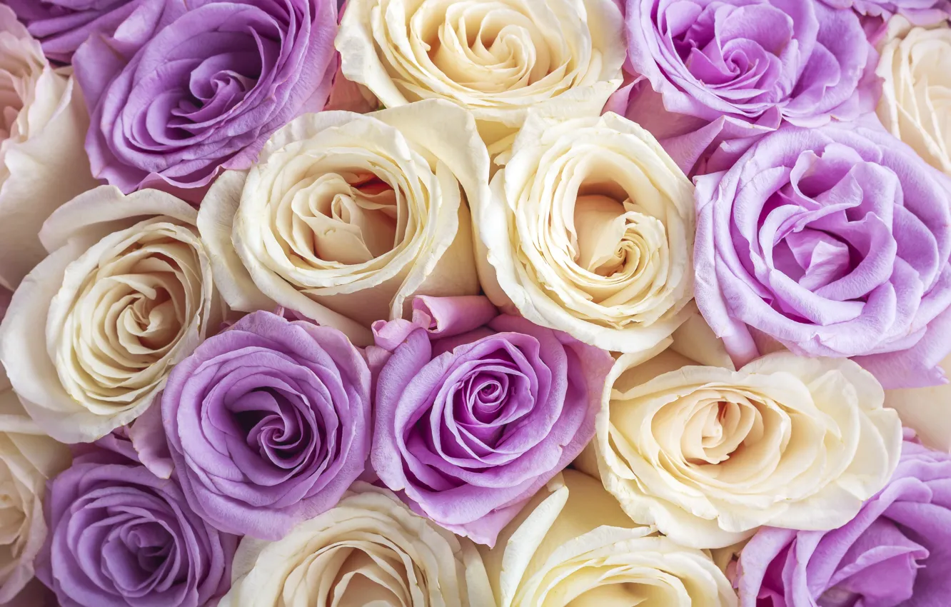 Photo wallpaper flowers, background, roses, colorful