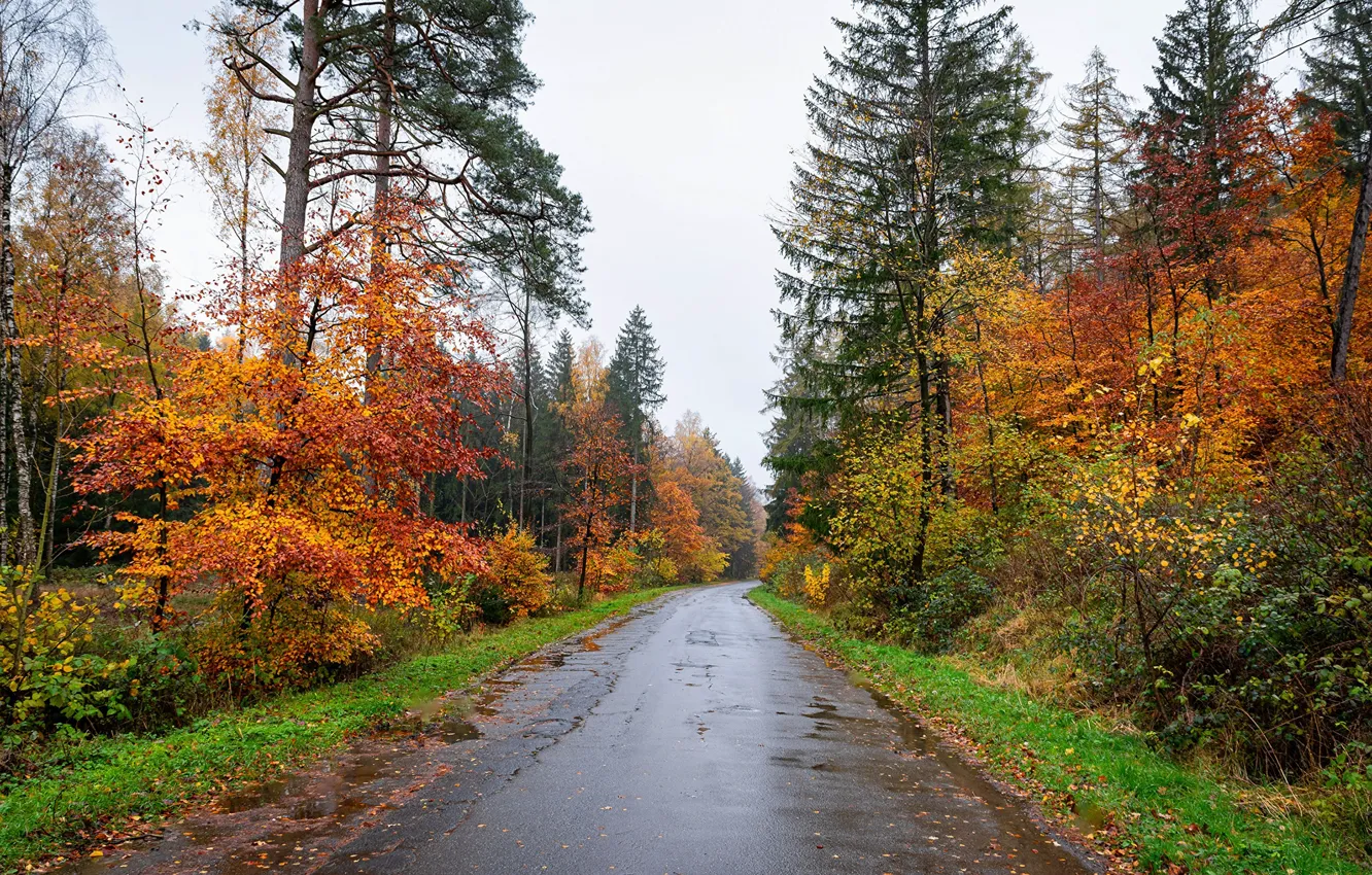 Photo wallpaper road, autumn, nature, Germany, Germany, Resin