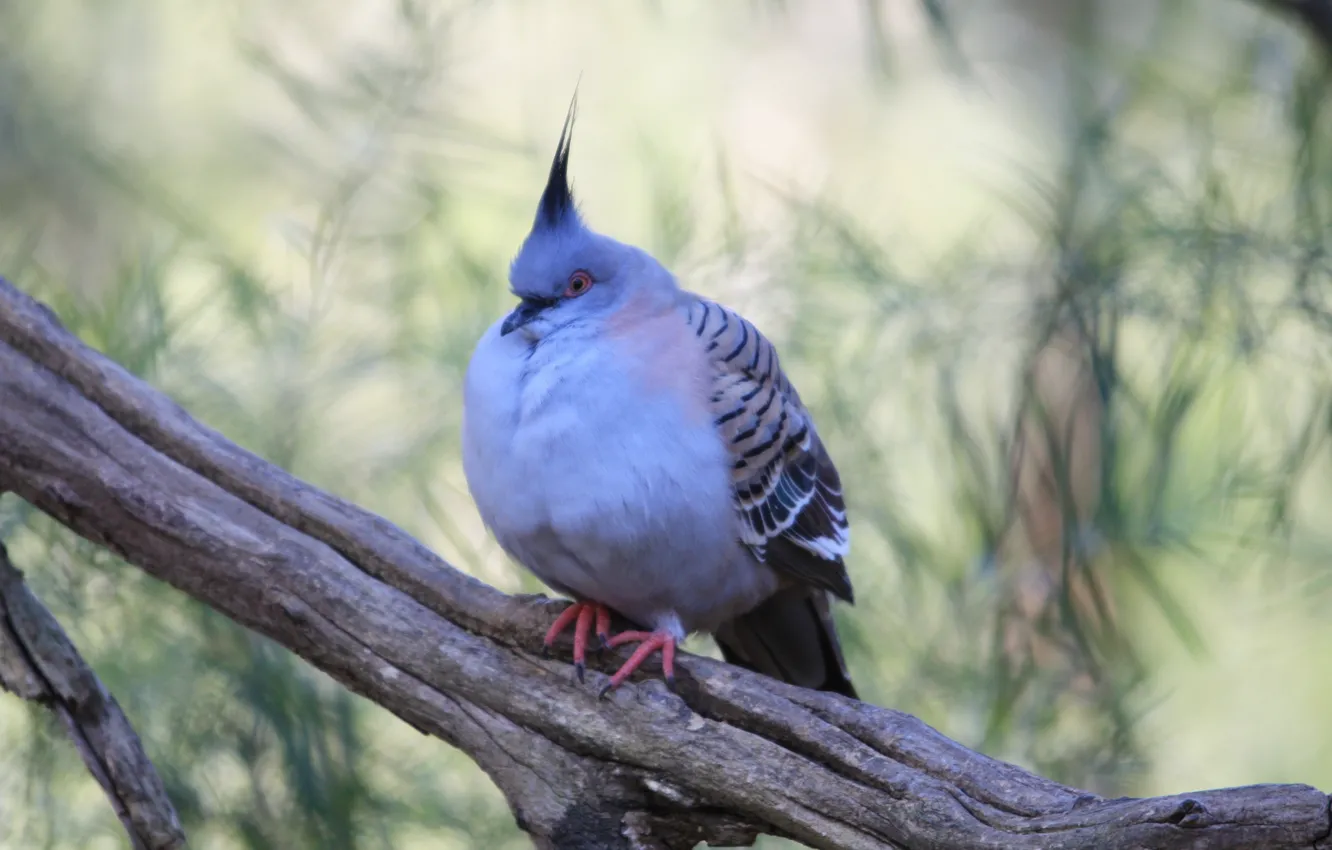 Photo wallpaper bird, dove, branch, wild blue