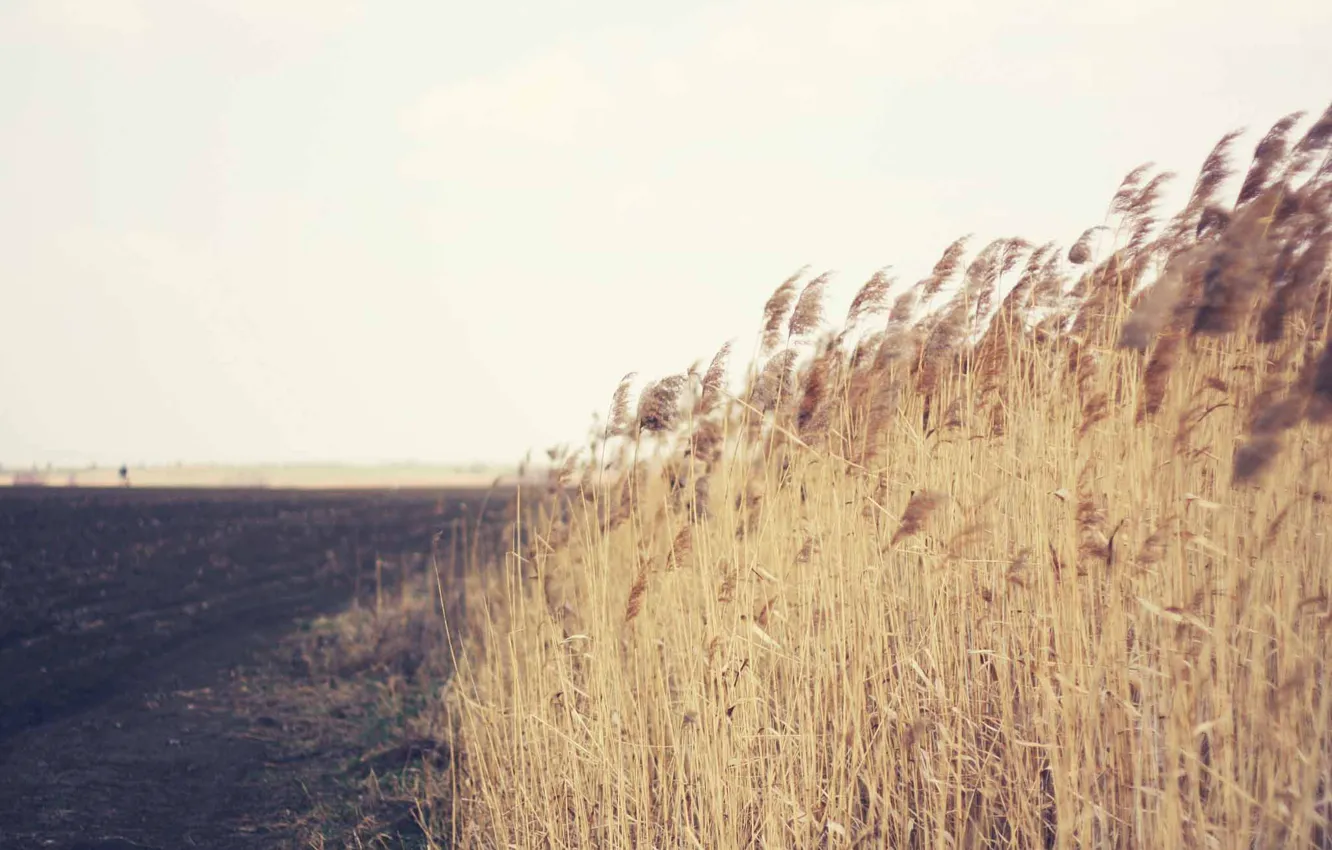 Photo wallpaper grass, field, wind, countryside, farm, farmland