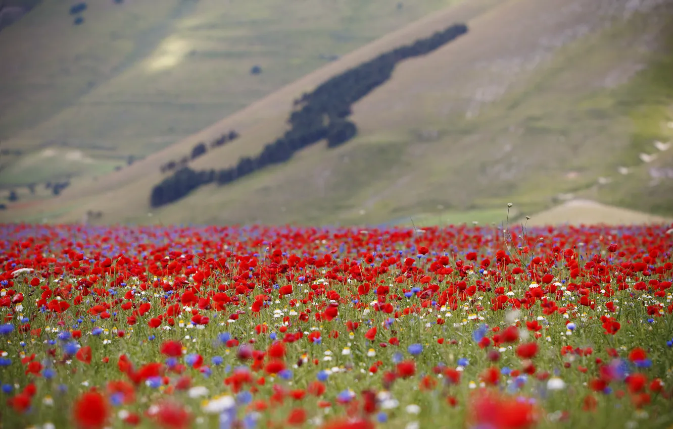 Photo wallpaper field, flowers, Mac, slope, meadow, Italy